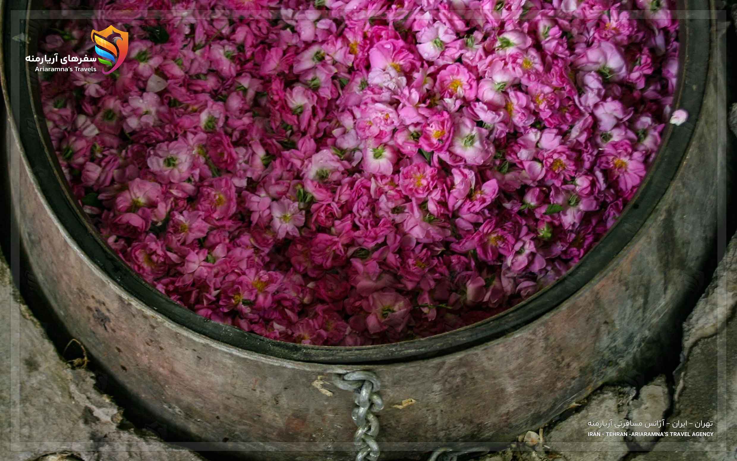 تور جشنواره گلاب گیری (قمصر,کاشان) -از تهران