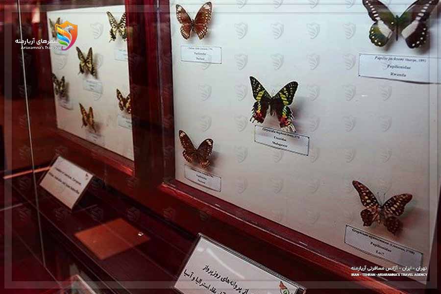 نمایی از موزه حشره شناسی تهران